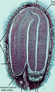 Tessuti embrionali Meristema apicale del germoglio Tegumento seminale Dai tessuti