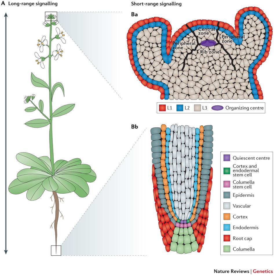 Tessuti meristematici primari Un meristema è una popolazione di cellule, con attivo ciclo cellulare, e con