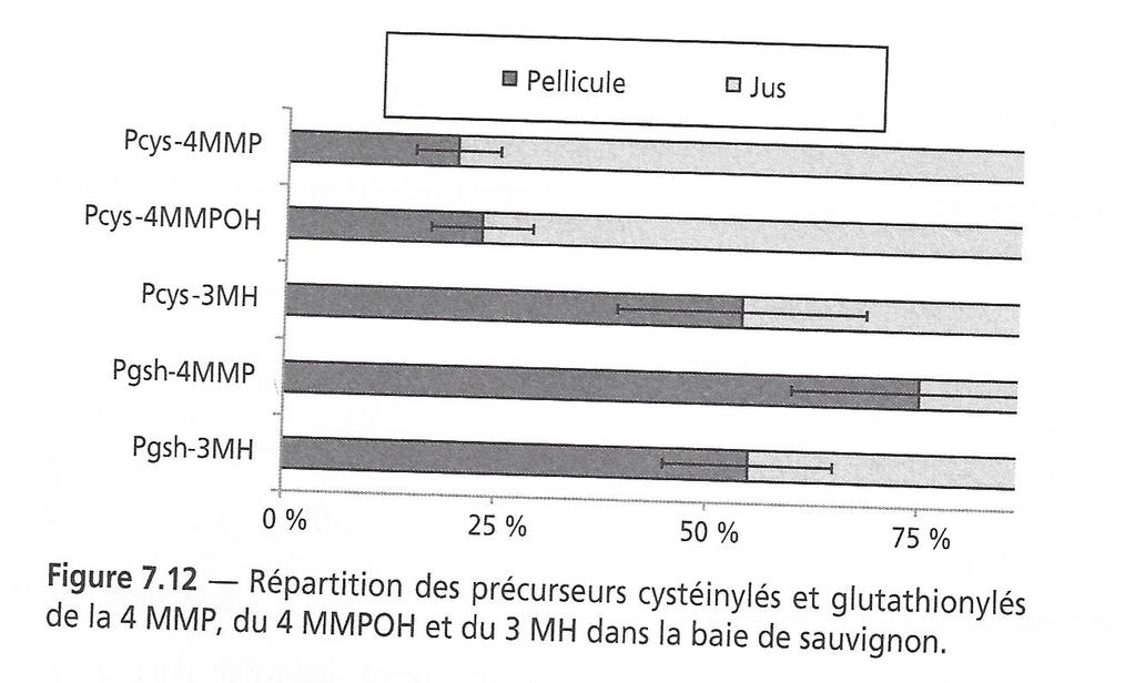 COMPOSTI TIOLICI ORIGINE E VIA DI FORMAZIONE METABOLICA I COMPOSTI ODOROSI CON FUNZIONE TIOLICA SI FORMANO DA PRECURSORI CISTEINIL-S E GLUTATIONIL-S CONIUGATI LA LIBERAZIONE DEI TIOLI AVVIENE