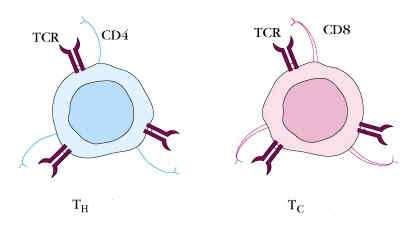 Funzione del timo acquisizione del recettore per l antigene (TCR), CD3 e dei due corecettori CD4 + e CD8 + acquisizione della