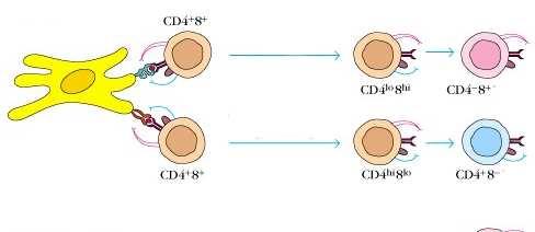 MODELLO ISTRUTTIVO Segnale che stimola il CD8 Segnale che stimola il CD4 MODELLO STOCASTICO Capace di legare Ag + molecole HLA di classe I Incapace di