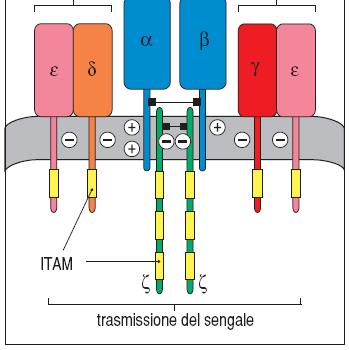 Struttura del complesso del recettore della cellula T