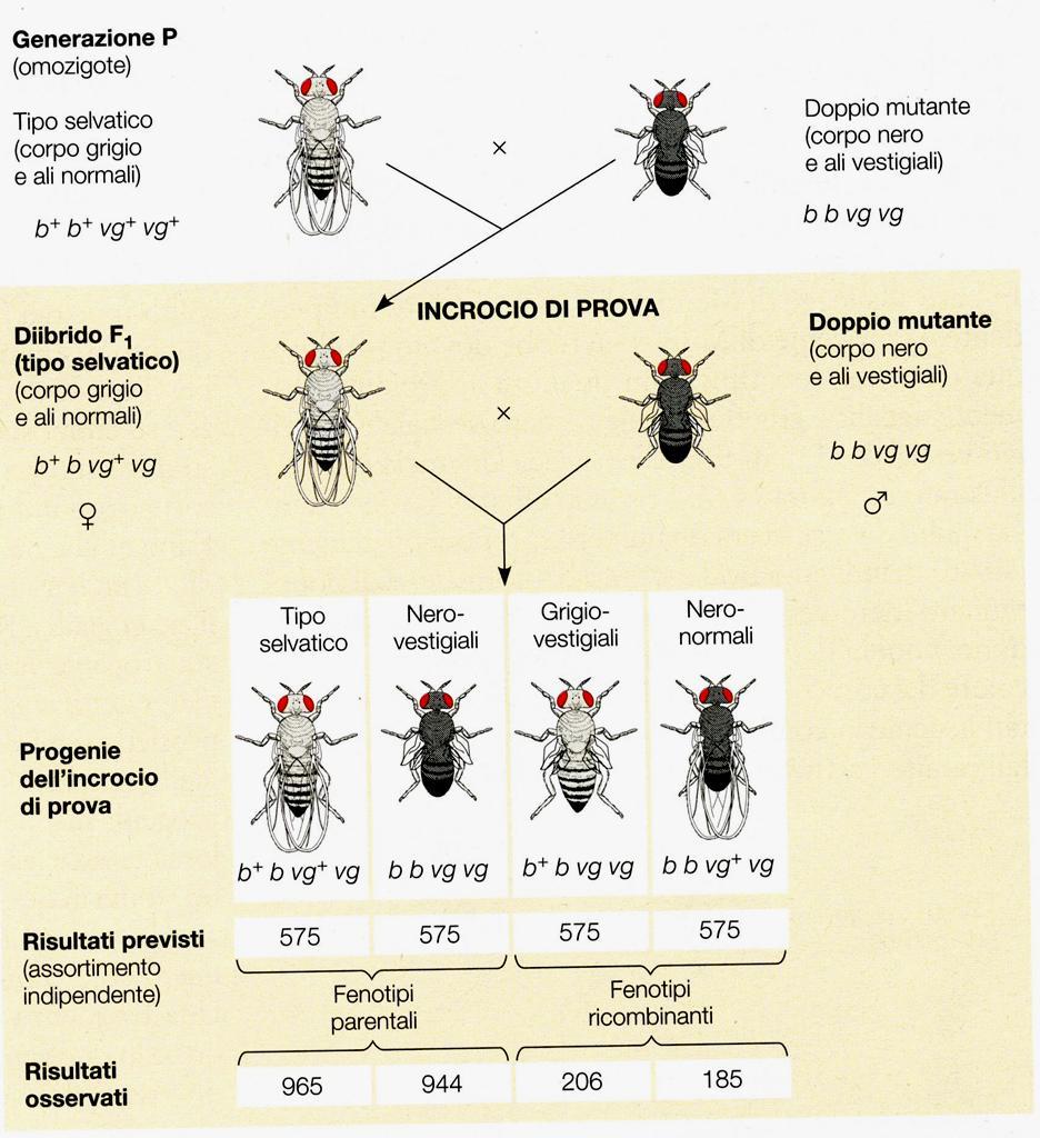 Dimostrazione dei geni concatenati in Drosophila Caratteri: Colore del corpo e dimensioni delle