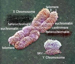La scoperta dei geni legati al sesso La comparsa di specie a sessi separati, con cromosomi sessuali ben distinguibili gli uni