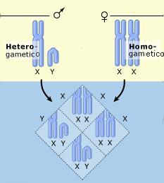 DETERMINAZIONE DEL SESSO SINGAMICA Meccanismi di natura genetica (GSD, Genetic Sex Determination) 1) Presenza di un gene dominante Sistema a digametia maschile: il maschio è portatore di 2 cromosomi