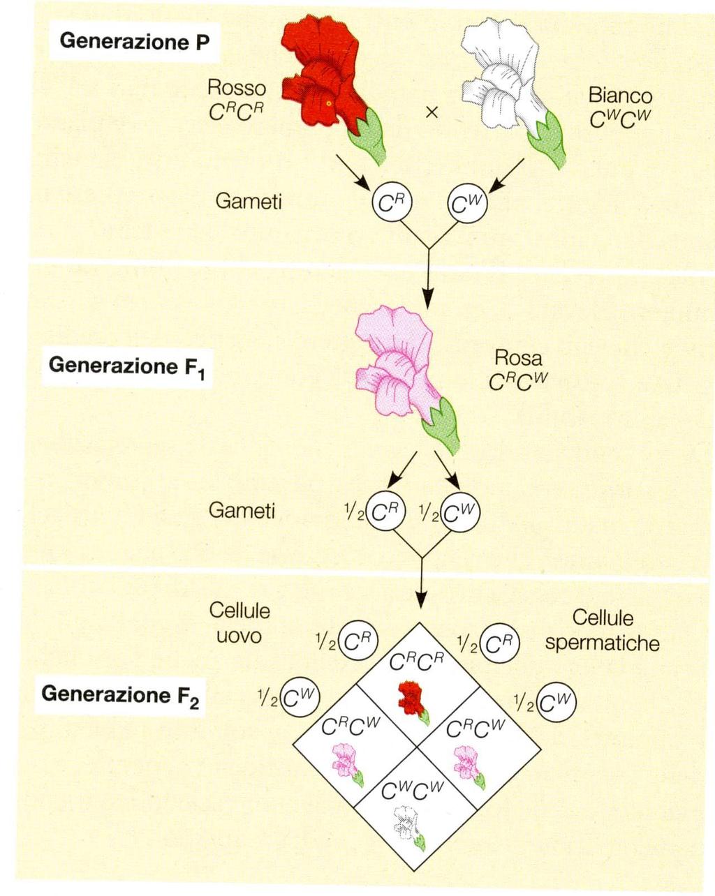Raramente il rapporto tra genotipo e fenotipo è semplice Alcuni geni presentano alleli che non manifestano rapporti di dominanza o di recessività reciproca, ma gli