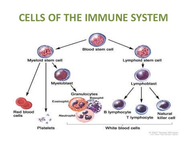 Il sistema immunitario Dal latino immunis, che significa esonerato : insieme di organi (milza,