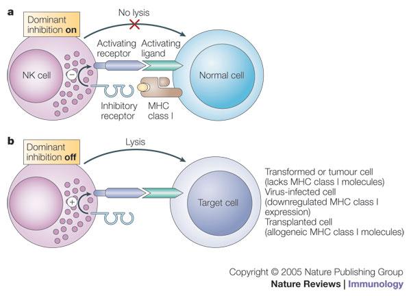 Cellule dell'immunità innata LINFOCITI NATURAL KILLER (NK): grossi linfociti granulari particolarmente importanti nel riconoscimento e distruzione di cellule tumorali e infette da virus.