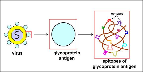 Antigeni ed epitopi Antigene: sostanza, di solito proteine e polisaccaridi (ma anche acidi nucleici e lipidi, se legati a proteine e polisaccaridi), capace di interagire con la componente adattativa