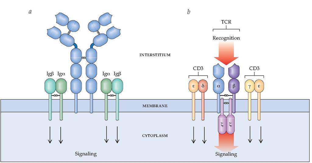 Riconoscimento dell'antigene Recettore delle cellule B o B-cell