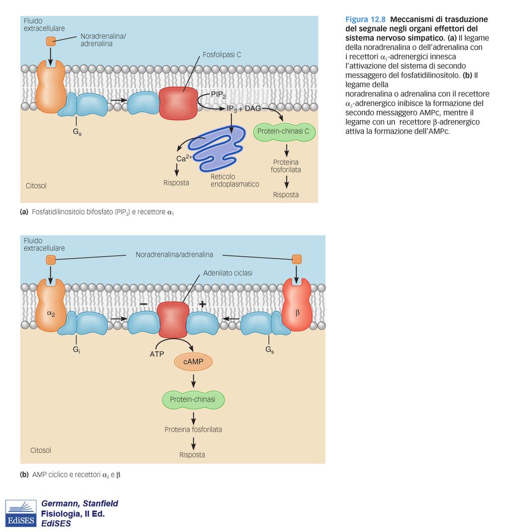 Neurotrasmettitori e recettori del SNA Rilascio di neurotrasmetitori Meccanismi di trasduzione del segnale (simpatico) Regolazione neuro-endocrina del sistema
