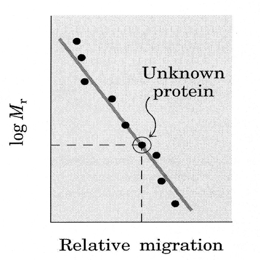 La mobilita elettroforetica relativa delle proteine varia in modo lineare con il logaritmo decimale (log) della loro Mr, quindi riportando in grafico R