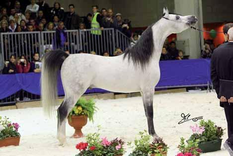SHOWS AND EVENTS LVA MAXIMUS Silver Medal Stallions Espano
