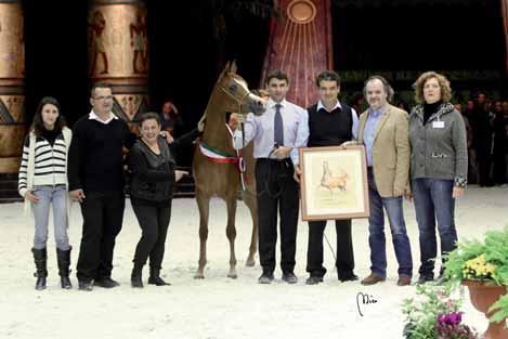 GOLDMEDAL ALMA AL TIGLIO Gold Medal Fillies & Best in Show Ajman Moniscione