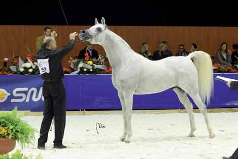 PARSIPHAL Gold Medal Stallions Wagner x Vesta Meraviglia