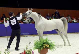 Abadaar x PP Aufi dena owner/breeder: Prato Palazzo Bronze Medal was awarded to the chestnut *HDB Sihr Ibn Massai, a colt that becomes more beautiful at every show, owned by Mr.