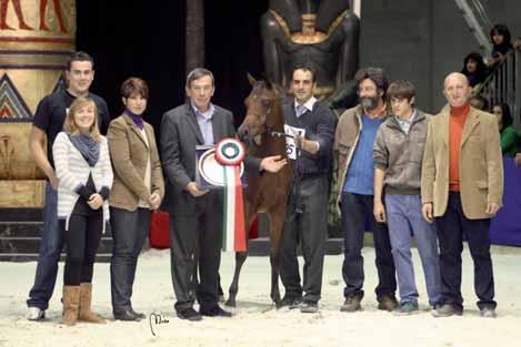 Owner/Breeder: AG Nobel Arabians ANTHEROS BY NASHIRA 1. Pl.
