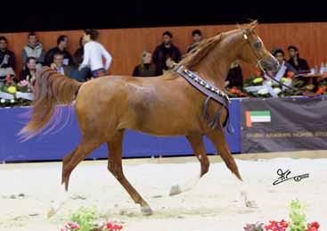 Horse Stud - Breeder: Marieta Salas