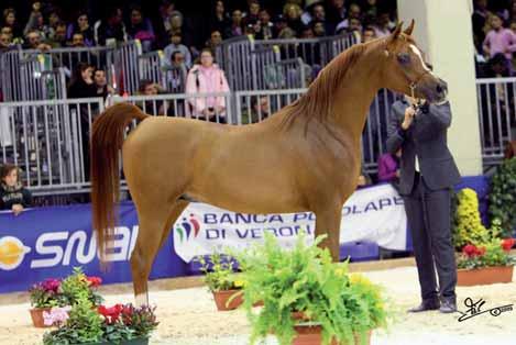 Bronze Medal Colts Massai Ibn Marenga x Mayana Owner: Giampaolo