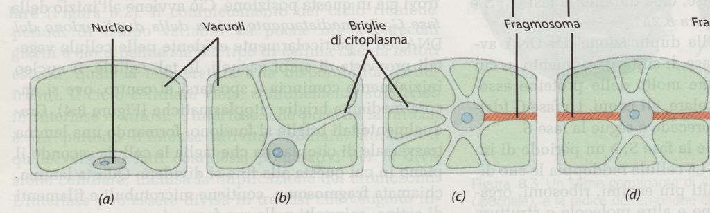 INTERFASE All inizio della fase G1 il nucleo migra verso il centro della cellula trattenuto da briglie citoplasmatiche.