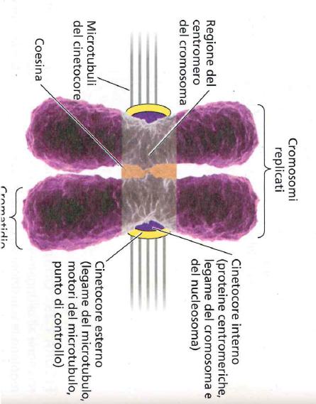 PROFASE L interfase termina con la scomparsa del nucleo La profase è caratterizzata dall addensamento della cromatina nei due cromatidi fratelli uniti attraverso la regione centromerica.