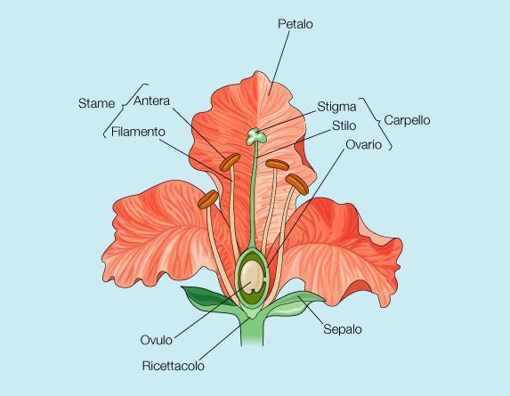 Struttura schematica di un fiore ermafrodita 1) Componenti più