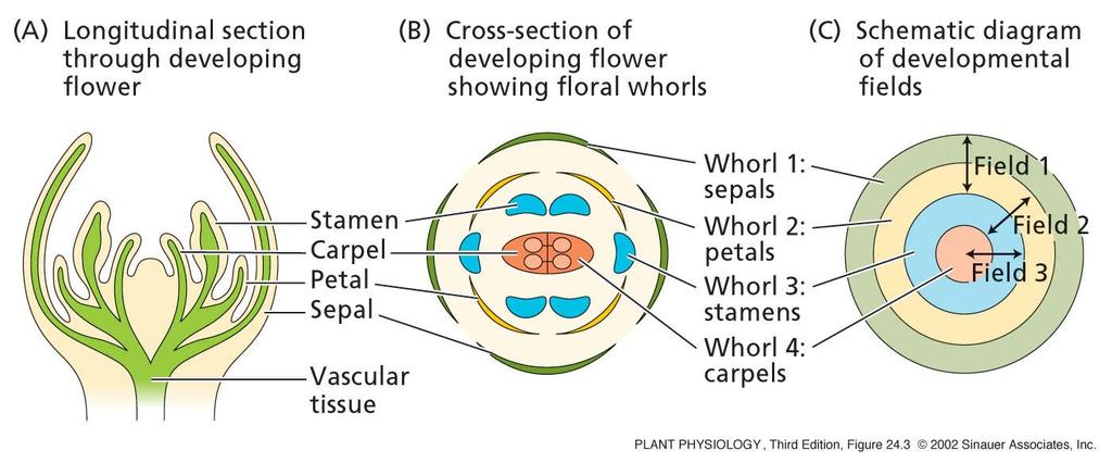 Organi fiorali formati in sequenza