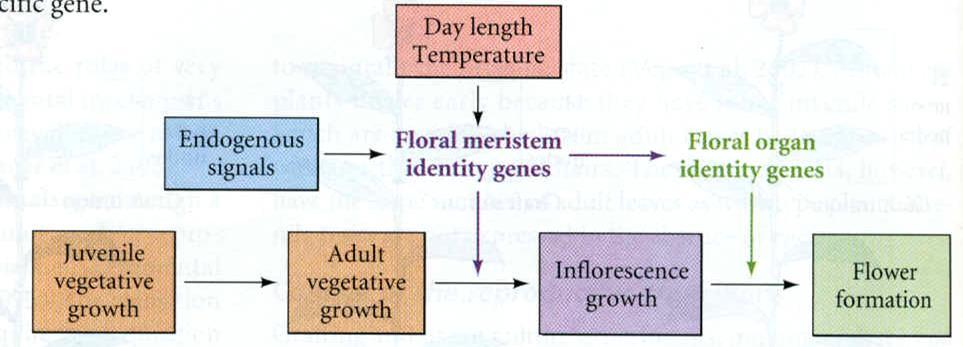 Identificate tre classi di geni che controllano lo sviluppo del fiore Geni che determinano l identità degli organi fiorali (fattori di trascrizione che controllano l espressione di geni di
