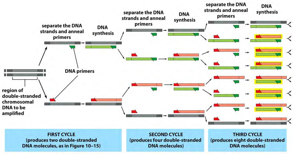 Tecnologia del DNA