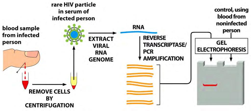 Tecnologia del DNA ricombinante PCR:
