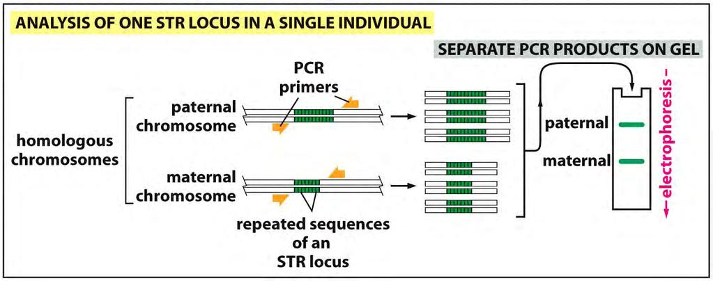 Tecnologia del DNA ricombinante PCR: polymerasechain reaction STR=single