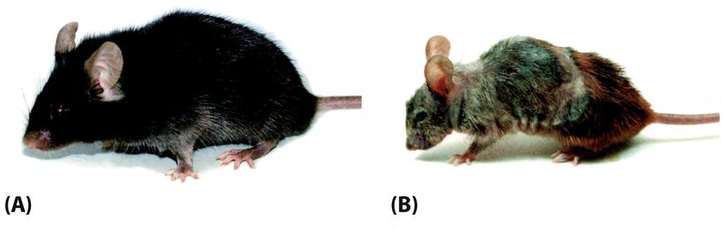 Figure 10-37 Essential Cell