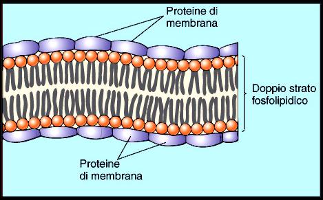 Proteine nelle membrane: Modello del Sandwich 1935, Davson e Danielli, definiscono la composizione biochimica della membrana dei globuli rossi