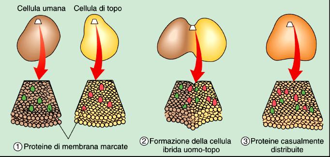 cellula murina marcate con fluorocromi differenti Fusione
