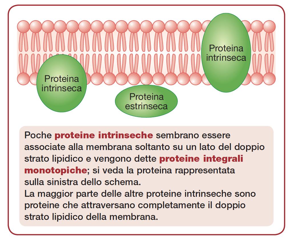 Proteine di Membrana Proteine Intrinseche Strettamente associate alla membrana
