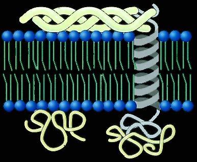 Proteine di Membrana Proteine Estrinseche Non sono incluse nel doppio strato lipidico, ma sulla