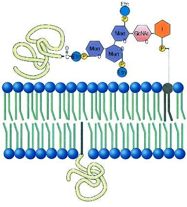 Proteine di Membrana Proteine Intrinseche particolari Legate a lipidi