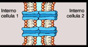 Funzione delle proteine di membrana Ancoraggio