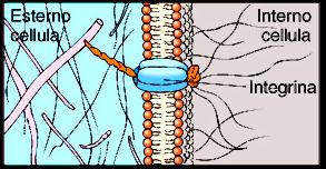 extracellulare (ECM) Giunzione inter- cellulare