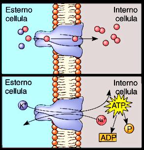 Funzione delle proteine di membrana Trasporto Passivo Canali e trasportatori che permettono il