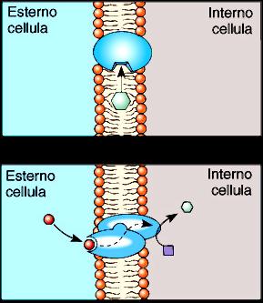 Funzione delle proteine di membrana Attività Enzimatica Catalizzano reazioni che avvengono all interno o sulla superficie della