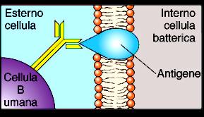 Funzione delle proteine di membrana Riconoscimento cellulare (risposta