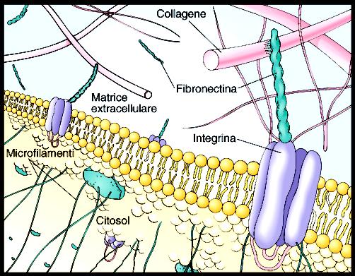 Matrice Extra Cellulare (ECM) Secreta dalle cellule Composta da gel di carboidrati e proteine fibrose Collagene Principale costituente strutturale