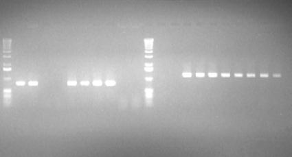 Prodotti PCR di ha33 e p47 da C.