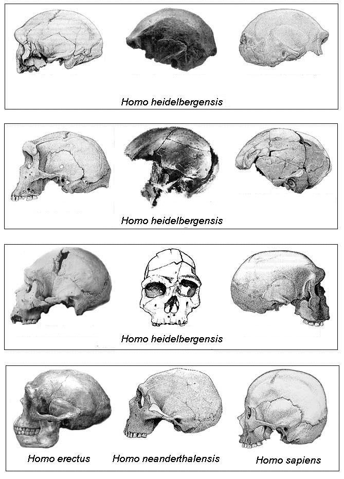 Homo heidelbergensis ecc. Oppure Homo sapiens arcaici. Comparvero mezzo milione di anni fa.