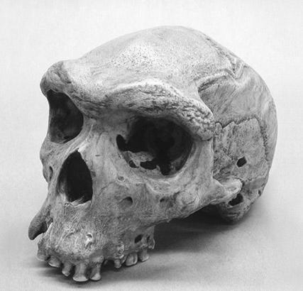 Homo neanderthalensis L uomo di Neandertal (o Neanderthal) Visse fra i 230.000 e I 30.