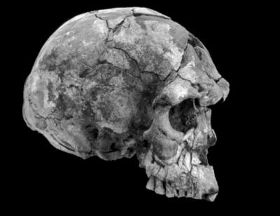 Le popolazioni europee e asiatiche condividono tra 1-4% dei loro geni con quelli di Neandertal.