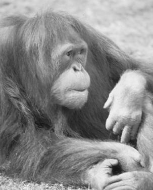 Gibbone Orango Gorilla