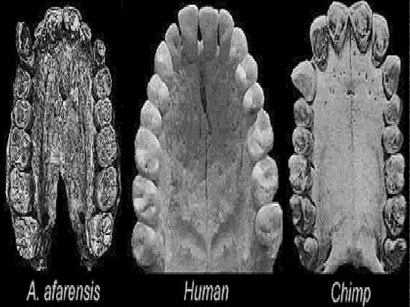 In una scimmia antropoide l arcata dentaria è