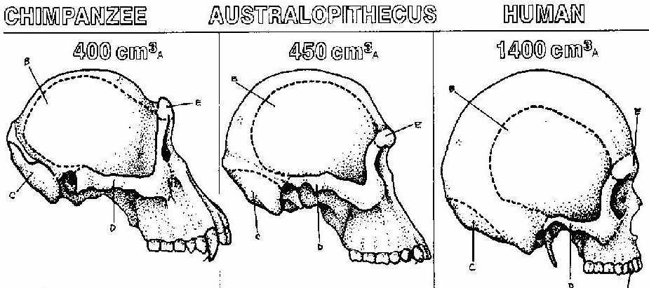 Primi ominidi :capacità cranica paragonabile a quella degli scimpanzé (in media 400cc), Australopitecini successivi: 550cc.